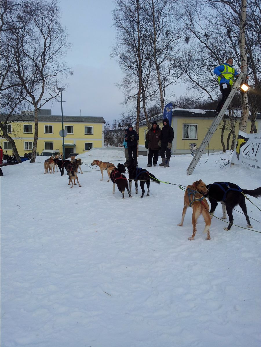 Dog Race20